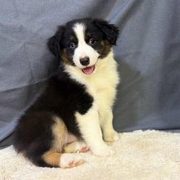Dally - Black tri female Miniature American Shepherd puppy in Clinton, Missouri from Mockingbirds American Minis