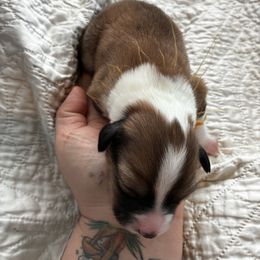 Honey - Sable and white female Old Time Scotch Collie puppy in Alexander, North Carolina from The Fiddlesticks Farm