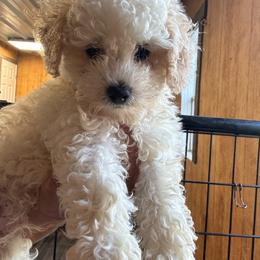 Alvin - male Poodle puppy in Greensburg, Kentucky from Doodle Me Crazy