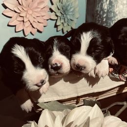 Border Collie Puppies from SoCal Border Collies