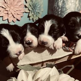Border Collie Puppies from SoCal Border Collies