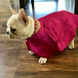 French Bulldog Puppies from Frenchie Paws