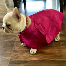 French Bulldog Puppies from Frenchie Paws