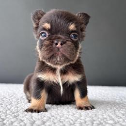 Godiva-A Little Piece of Heaven - Tricolors female French Bulldog puppy in Porter, Texas from Whatabulldog
