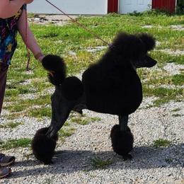 Poodle All Grown Up from Jewels Mtn Poodles