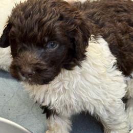 Drake - male Newfypoo puppy in San Antonio, Texas from Mammoth Doodles