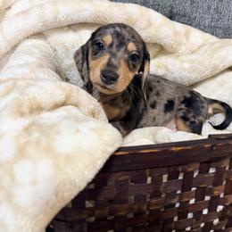 Theo - Dapple male Dachshund puppy in Crossville, Tennessee from Golden Critter Farm