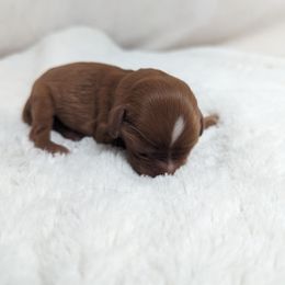 Ruby girl - Ruby female Cavalier King Charles Spaniel puppy in Seymour, Missouri from Painted Blessing's AKC Cavaliers LLC