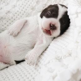 Primrose - Brown and white female Cockapoo puppy in Savannah, Georgia from Vino and Vespa Doodles