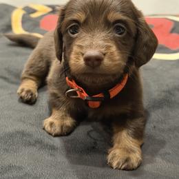 Reese - Chocolate and tan male Dachshund puppy in Kindred, Florida from Redlands Farm