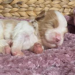 Bernie - White male Havanese puppy in Clermont, Florida from Country Sweet Havanese and Creative Coaching