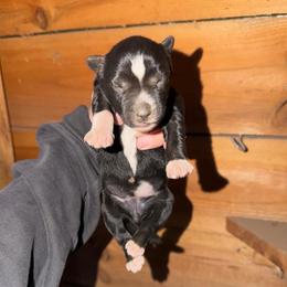 Girl 3 - Black and white female Siberian Husky puppy in Iron River, Wisconsin from Wiemeri Siberians