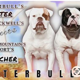 Tater - American Bulldog