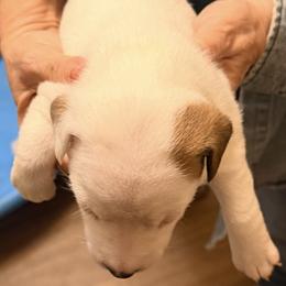 W Girl 2 - Brown and white female Jack Russell Terrier puppy in Maysville, Oklahoma from MO’s Jack Russells