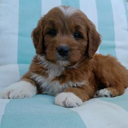Cavalier King Charles Spaniels, Goldendoodles, and Golden Retrievers from Outback Puppies