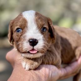 Ricotta - Red male Cavapoo puppy in Palm Beach County, Florida from Benji’s Cockapoos