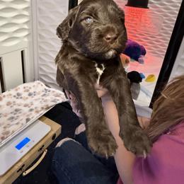 Dr. Grace - Black Collar - Brown and white male Portuguese Water Dog puppy in Colorado Springs, Colorado from Melissa's Portuguese Water Dogs
