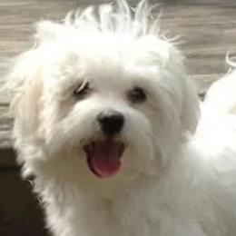 Mal-Shis, Maltese, and Shih Tzus from Natalie's Happy Fur Paw Shih-Tzues and More