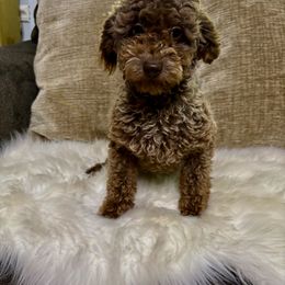 Max - Phantom male Poodle puppy in Plano, Texas from Dogs lovers