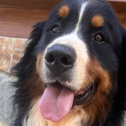 Bernedoodles, Bernese Mountain Dogs, Poodles, and Toy Australian Shepherds from Grove Farm