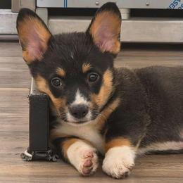 Boy 2 - Black and tan male Pembroke Welsh Corgi puppy in Middleburg, Florida from Mulkeys Little Corgis