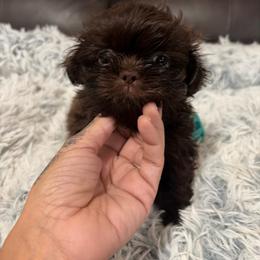 Sunny - Chocolate male Shih Tzu puppy in Manahawkin, New Jersey from Lilly’s Seashore Shih Tzus