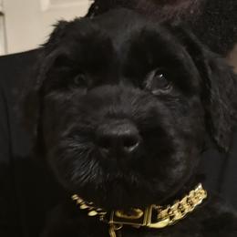 Giant Schnauzers from Elevated Pearl Giants