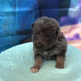 Sandy - Blue female German Shepherd puppy in Magnolia, Texas from K & Q Shepherds