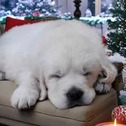 Boy 2 - Light golden male Golden Retriever puppy in Osceola, Iowa from Healing Hearts Therapy Goldens