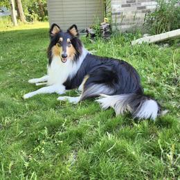 Macky - Collie