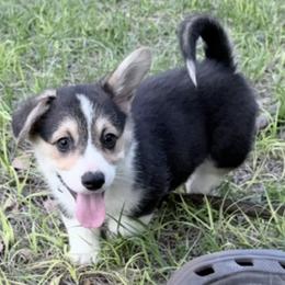 AKC  Tri with tail - Black and tan male Pembroke Welsh Corgi puppy in Summerfield, Florida from Promise Land Farm