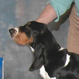 Walker - Basset Hound