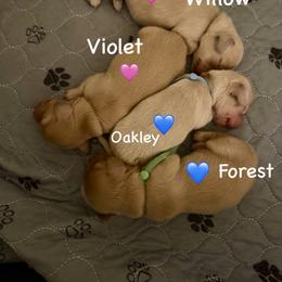 Willow - Cream female Dachshund puppy in Pace, Florida from Shoebox Doxie’s