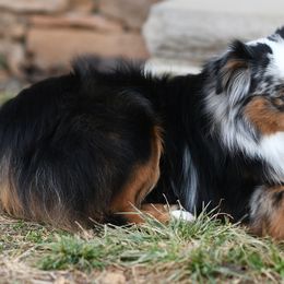 TOOTIE 2.0 - Miniature Australian Shepherd