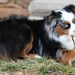 TOOTIE 2.0 - Miniature Australian Shepherd