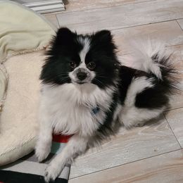 Panda - Pomeranian
