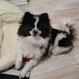 Panda - Pomeranian