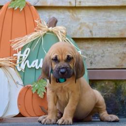 Turquoise collar girl - Red female Bloodhound puppy in Paoli, Indiana from Houndsarunning Bloodhounds