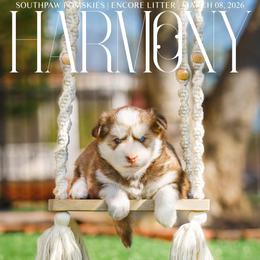 Harmony - Red and white female Pomsky puppy in Mattoon, Illinois from Southpaw Pomskies