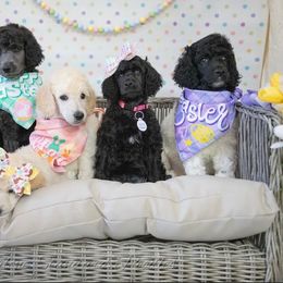 Poodle Puppies from Malone Standard Poodles