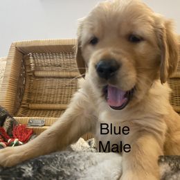 Golden Retriever Puppies from Gold 'N Dust Ranch
