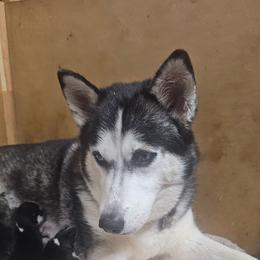 Mika - Black and white female Siberian Husky puppy in Springfield, Massachusetts from 16acreshuskies