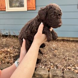Truffle - female Bernedoodle puppy in Blue Springs, Missouri from Jeanie’s Doodles