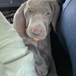 Weimaraner Puppies from K&K Weimaraners