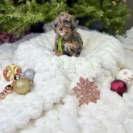 Green collar girl - Merle female Bernedoodle puppy in Crete, Illinois from Plum Valley Pups