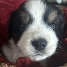 Blizzard - Black tri male Miniature Australian Shepherd puppy in Shingle Springs, California from Dream Dog Mini Aussies