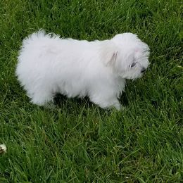 Maltese Puppies from JoDi's Maltese