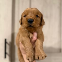 Annie Oakley - Dark golden female Golden Retriever puppy in Henagar, Alabama from Shupe’s Sweet Southern Goldens