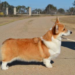 Elsa - Pembroke Welsh Corgi