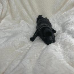 Umbreon - Black and tan male Havapoo puppy in Surprise, Arizona from Huckleberry Doodles